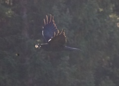 Corvus
