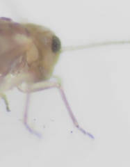 Peripsocus
