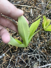 Clintonia uniflora
