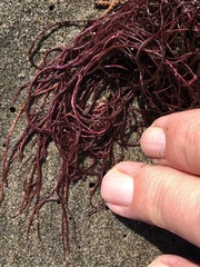 Gracilariopsis