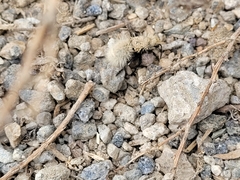 Dasymutilla sackenii