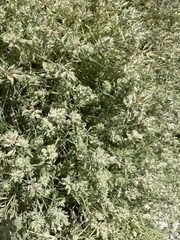 Eragrostis reptans