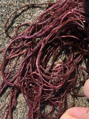 Gracilariopsis