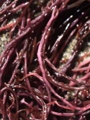 Gracilariopsis