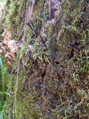 Xylaria hypoxylon