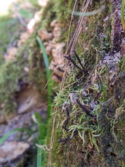 Xylaria hypoxylon