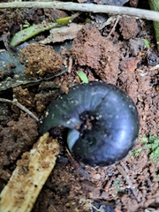 Powelliphanta traversi