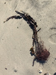 Laminaria sinclairii