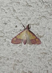 Choristostigma perpulchralis