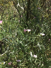 Convolvulus remotus