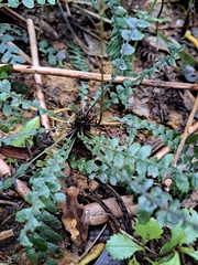 Blechnum membranaceum