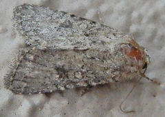 Protorthodes alfkenii