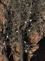 Convolvulus remotus
