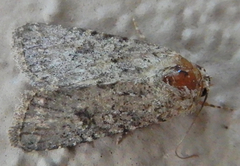 Protorthodes alfkenii