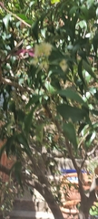 Syzygium floribundum