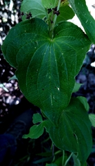 Dioscorea galeottiana