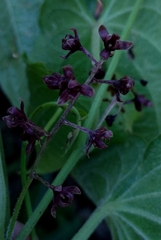Dioscorea galeottiana