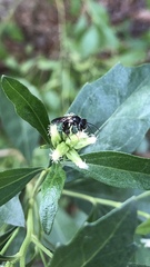 Lasioglossum