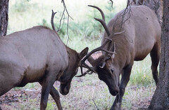 Cervus canadensis canadensis