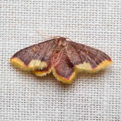 Lophosis labeculata