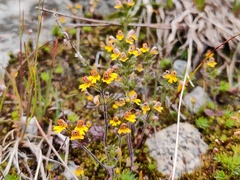 Euphrasia minima