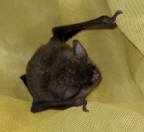 Southeastern Myotis