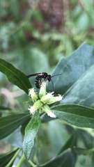 Lasioglossum