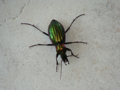 Carabus solieri liguranus