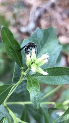 Lasioglossum