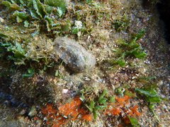 Dolabrifera nicaraguana