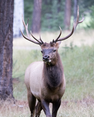 Cervus canadensis canadensis