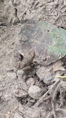 Fejervarya limnocharis