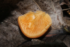 Crepidotus crocophyllus