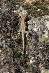 Anatololacerta pelasgiana