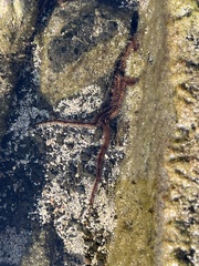 Ophiuroidea