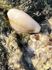 Monetaria annulus