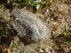 Dolabrifera nicaraguana