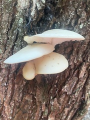 Hypsizygus