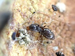 Technomyrmex jocosus