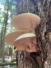 Hypsizygus