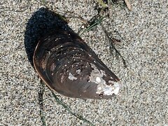 Mytilus californianus