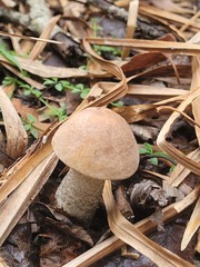 Leccinum scabrum
