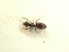 Technomyrmex jocosus