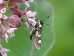 Desmia funeralis