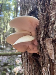 Hypsizygus