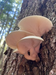 Hypsizygus
