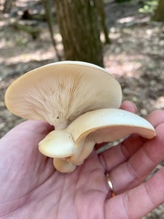 Hypsizygus