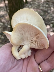 Hypsizygus