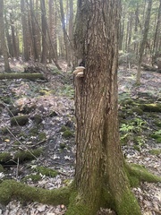 Hypsizygus