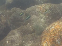 Abudefduf vaigiensis